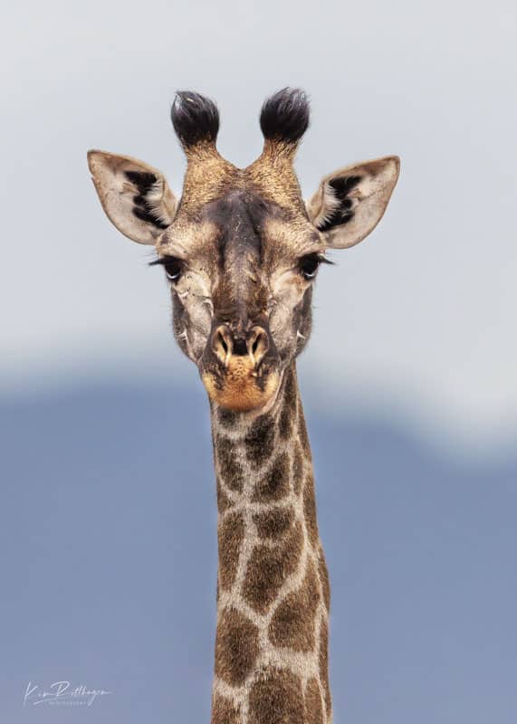 Giraff3- Sydafrika