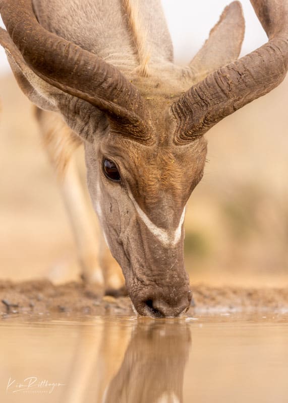 Kudu-Sydafrika