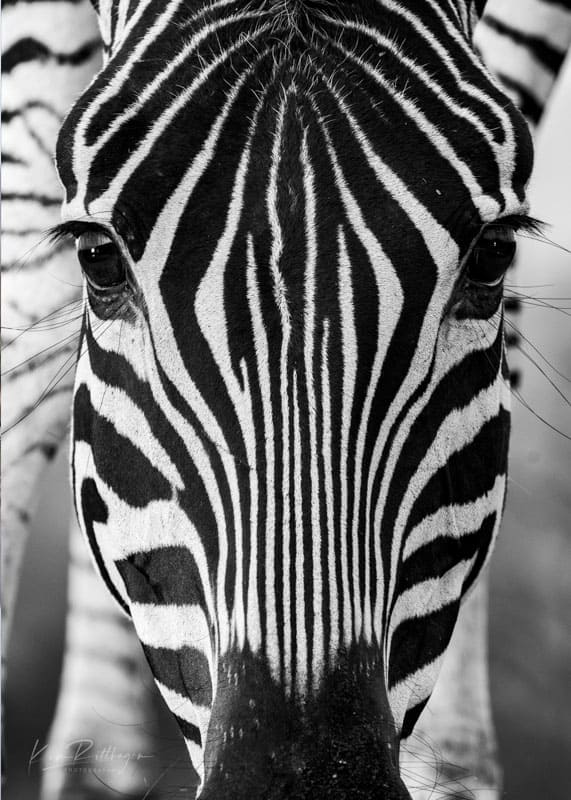 Zebra-Sydafrika