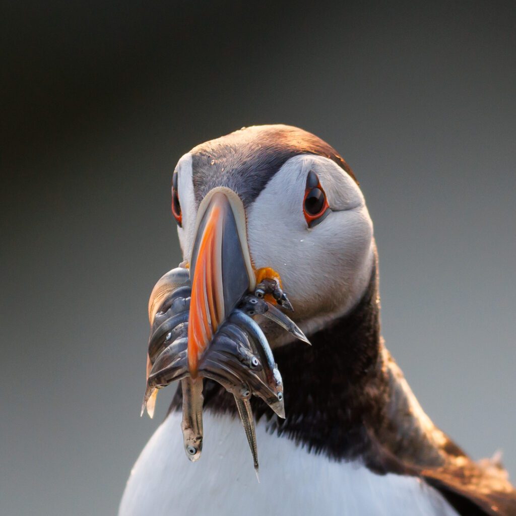Lunnefågel med flera småfiskar i näbben, står på klippa i Arktisk i midnattssol